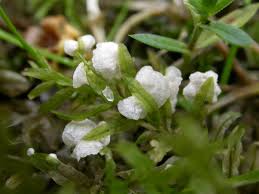 Attēlu rezultāti vaicājumam “Rimbachia neckerae”