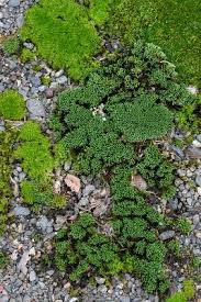 Attēlu rezultāti vaicājumam “Bryum argenteum”