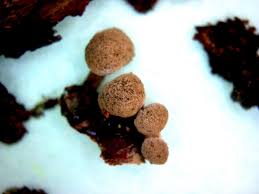 Attēlu rezultāti vaicājumam “Phleogena faginea stalked”