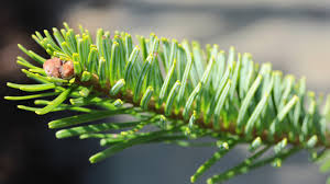 Attēlu rezultāti vaicājumam “Abies mariesii”