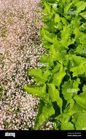 Attēlu rezultāti vaicājumam “Telekia speciosa leaf”