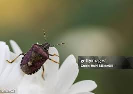 Attēlu rezultāti vaicājumam “Dolycoris baccarum”