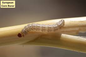 Attēlu rezultāti vaicājumam “Euura brevicornis larva”