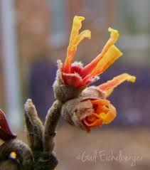 Attēlu rezultāti vaicājumam “Hamamelis vernalis flower”