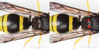 Attēlu rezultāti vaicājumam “Ancistrocerus sp. male”