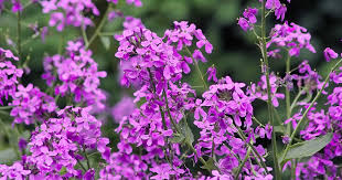 Attēlu rezultāti vaicājumam “Hesperis matronalis bud”