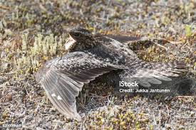 Image result for Chordeiles minor