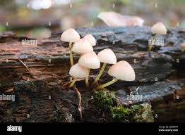 Attēlu rezultāti vaicājumam “Mycena renati”