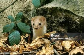 Attēlu rezultāti vaicājumam “Mustela nivalis adult”