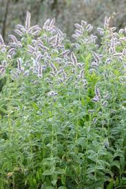 Attēlu rezultāti vaicājumam “Mentha longifolia flower”