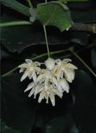 Attēlu rezultāti vaicājumam “Tilia x moltkei”