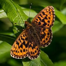 Attēlu rezultāti vaicājumam “Clossiana selene upperside”