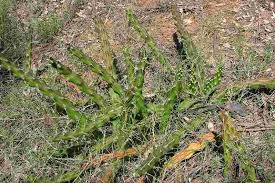 Attēlu rezultāti vaicājumam “Cribraria martinii”