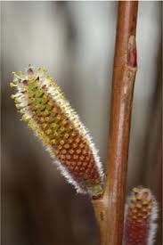 Attēlu rezultāti vaicājumam “Salix purpurea male flower”
