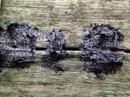 Attēlu rezultāti vaicājumam “Stemonitis fusca young”