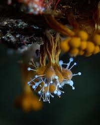 Attēlu rezultāti vaicājumam “Polycephalomyces tomentosus”