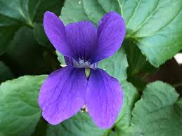 Attēlu rezultāti vaicājumam “Viola odorata flower”