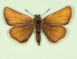 Attēlu rezultāti vaicājumam “Thymelicus lineola male”