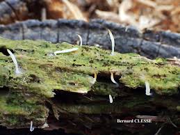 Attēlu rezultāti vaicājumam “Multiclavula mucida”