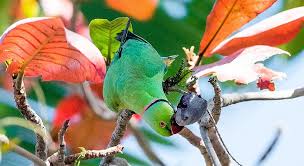 Image result for Psittacula krameri