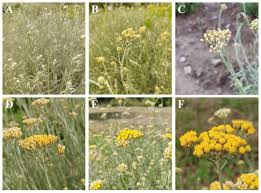 Attēlu rezultāti vaicājumam “Helichrysum arenarium leaf”