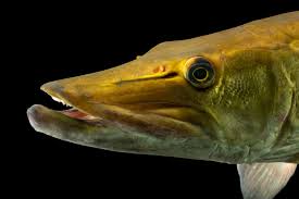 Image result for Esox masquinongy