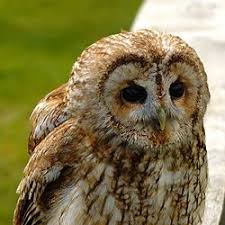 Attēlu rezultāti vaicājumam “Strigiformes”