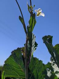 Image result for Taunton Deane