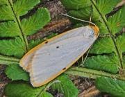 Attēlu rezultāti vaicājumam “Cybosia mesomella”