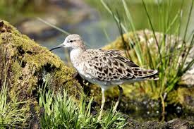 Image result for Calidris ruficollis