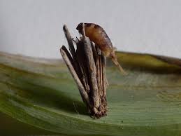 Attēlu rezultāti vaicājumam “Psyche casta larva”