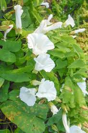 Attēlu rezultāti vaicājumam “Calystegia sepium”