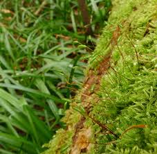 Attēlu rezultāti vaicājumam “Herzogiella seligeri”