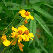 Attēlu rezultāti vaicājumam “Tagetes”