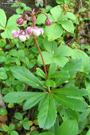 Attēlu rezultāti vaicājumam “Chimaphila umbellata”