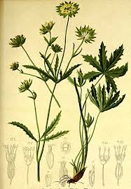 Attēlu rezultāti vaicājumam “Astrantia major leaf”