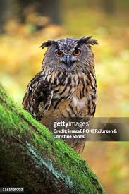 Attēlu rezultāti vaicājumam “Bubo bubo adult”