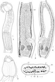 Image result for Leucoraja erinaceus