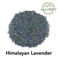 Attēlu rezultāti vaicājumam “Lavandula angustifolia bud”