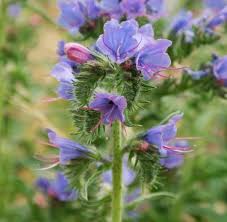 Attēlu rezultāti vaicājumam “Echium vulgare leaf”