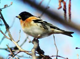 Attēlu rezultāti vaicājumam “Fringilla montifringilla”