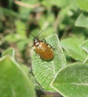 Attēlu rezultāti vaicājumam “Lochmaea caprea”
