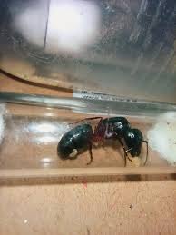 Attēlu rezultāti vaicājumam “Camponotus herculeanus”