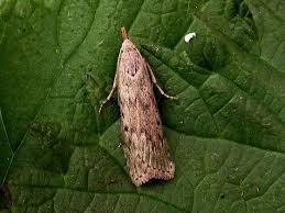 Attēlu rezultāti vaicājumam “Aphomia sociella”