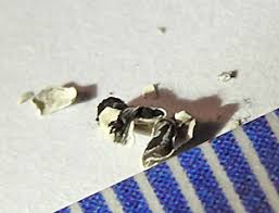 Attēlu rezultāti vaicājumam “Diderma deplanatum sessile”