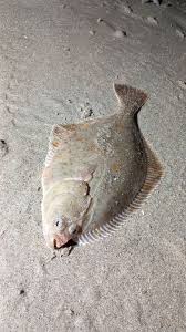 Image result for Platichthys flesus