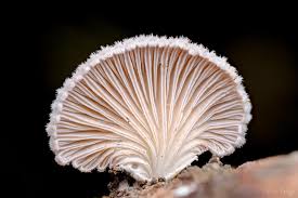Attēlu rezultāti vaicājumam “Schizophyllum commune”
