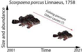 Image result for Scorpaena porcus