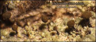 Attēlu rezultāti vaicājumam “Chaenotheca trichialis”