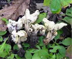 Attēlu rezultāti vaicājumam “Helvella crispa”